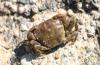 Hemigrapsus takanoi